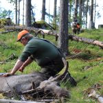 Så tar du ur älgen i skogen.