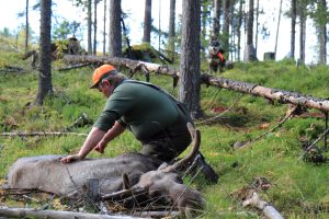 Så tar du ur älgen i skogen.