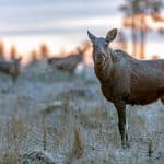 Älgstammen ökar i landet, men förändringarna är stora på lokal och regional nivå.