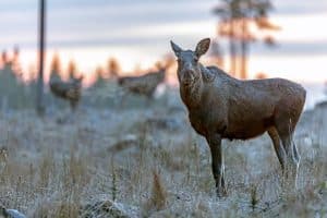 Älgstammen ökar i landet, men förändringarna är stora på lokal och regional nivå.