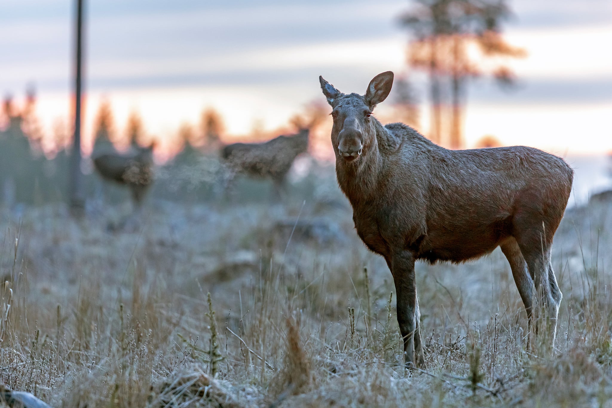 Älgstammen ökar i landet, men förändringarna är stora på lokal och regional nivå.