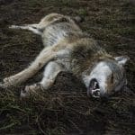 Trots att vargarna i de båda fallen varken såg hunden eller jagade den, och inte heller hann angripa hunden, blev resultaten helt olika för de båda jägarna. Arkivfoto: Privat