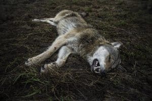 Trots att vargarna i de båda fallen varken såg hunden eller jagade den, och inte heller hann angripa hunden, blev resultaten helt olika för de båda jägarna. Arkivfoto: Privat