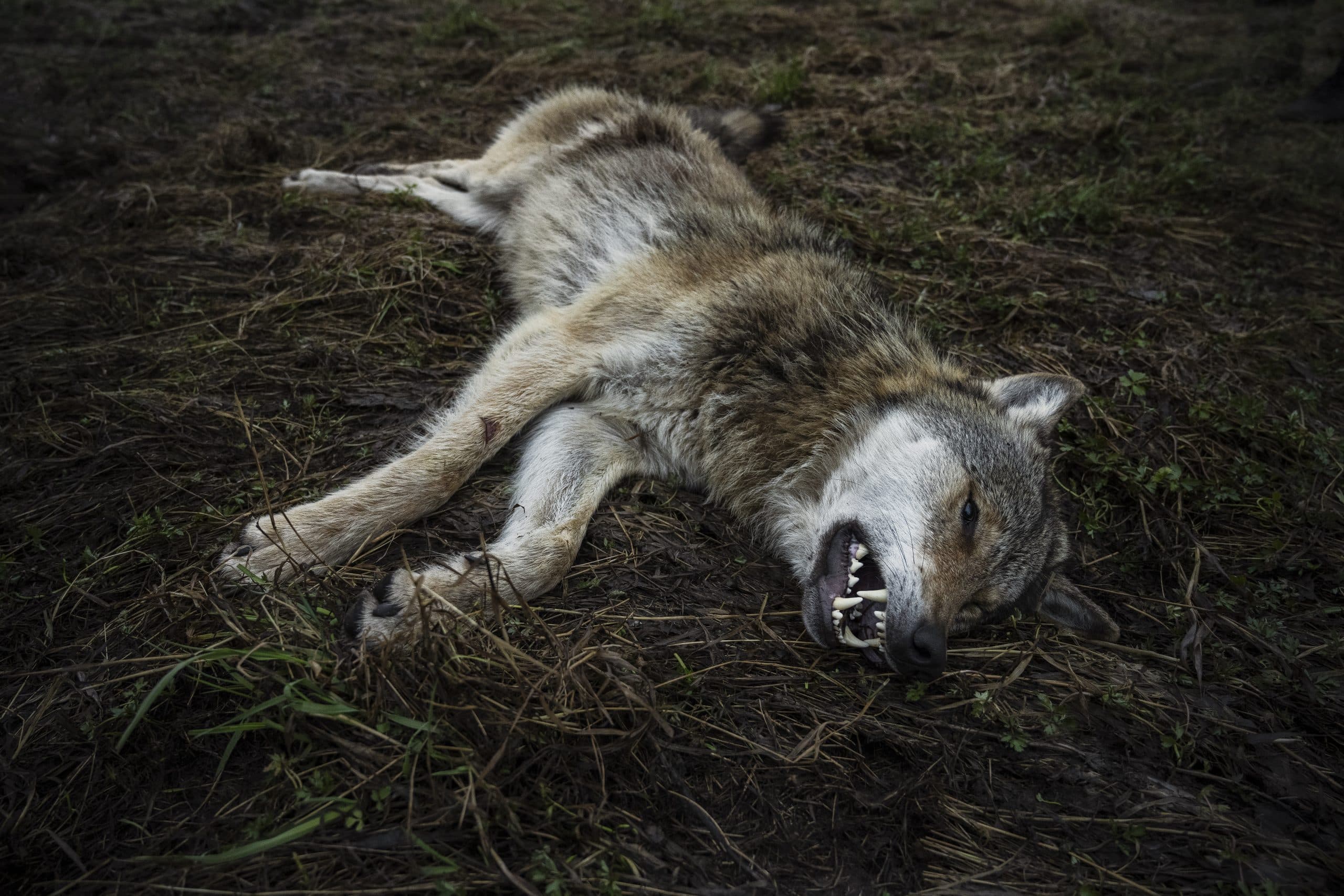 Trots att vargarna i de båda fallen varken såg hunden eller jagade den, och inte heller hann angripa hunden, blev resultaten helt olika för de båda jägarna. Arkivfoto: Privat