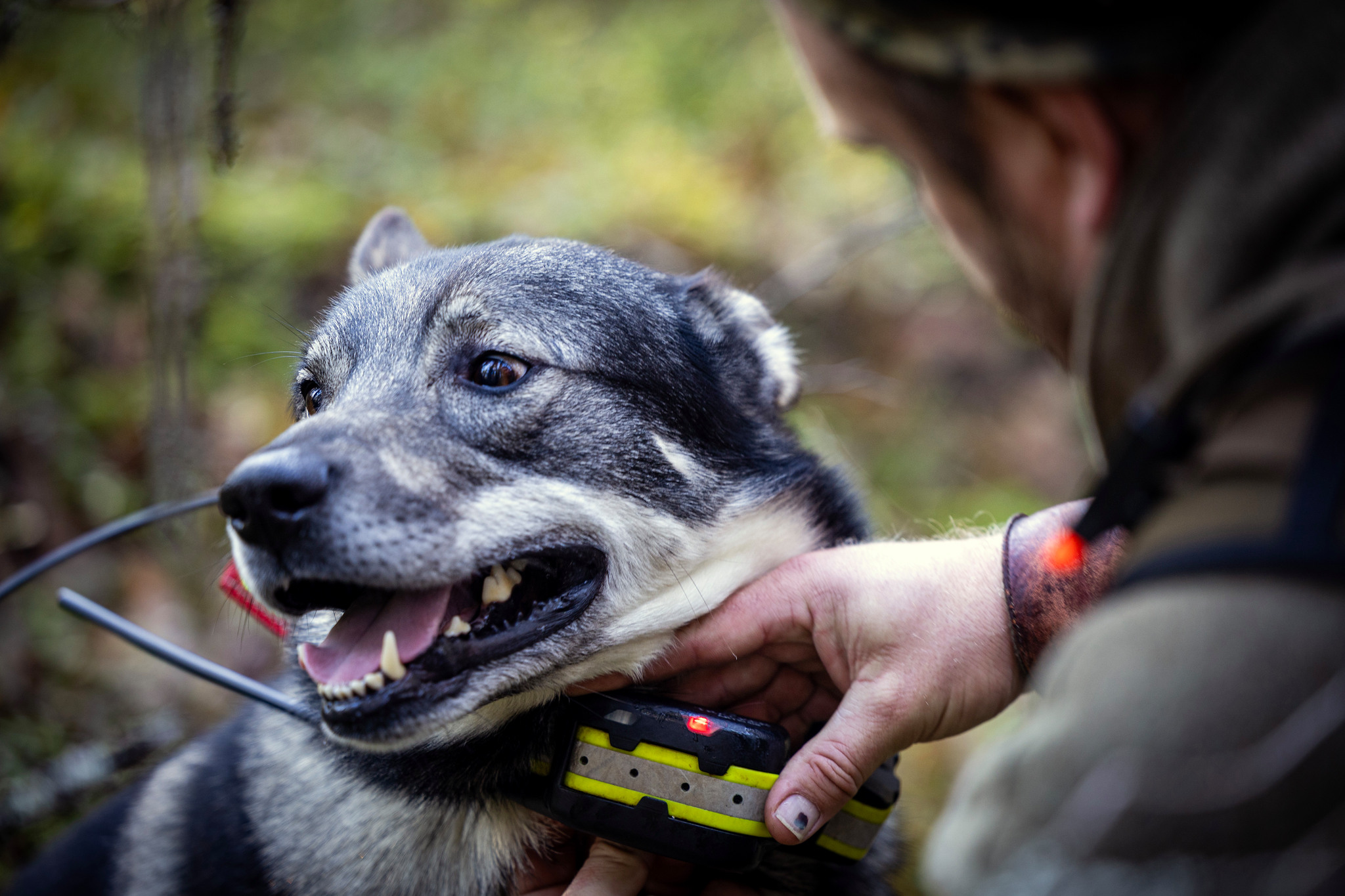 När olyckan drabbar ens egen hund kan det ibland vara svårt att hålla fokus och fatta rätt beslut.