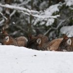 Rovdjursföreningen anser att Naturvårdsverket bryter mot svensk lag och EU:s art- och habitatdirektiv genom att inte fastställa en miniminivå för varg i norra rovdjursförvaltningsområdet.