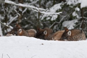 Rovdjursföreningen anser att Naturvårdsverket bryter mot svensk lag och EU:s art- och habitatdirektiv genom att inte fastställa en miniminivå för varg i norra rovdjursförvaltningsområdet.
