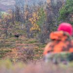 Älgjakten på marker där både samebyar och lokala jaktlag har jakträtt har åter blivit en stridsfråga i norra Norrbotten. Länsstyrelsen betonar att båda parter bör ta kontakt med varandra inför varje jakttillfälle för att säkerställa en säker jakt. Foto: Kjell-Erik Moseid