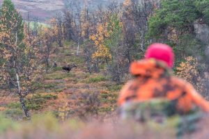Älgjakten på marker där både samebyar och lokala jaktlag har jakträtt har åter blivit en stridsfråga i norra Norrbotten. Länsstyrelsen betonar att båda parter bör ta kontakt med varandra inför varje jakttillfälle för att säkerställa en säker jakt. Foto: Kjell-Erik Moseid