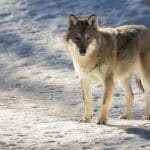 Jägareförbundet Gävleborg och länsstyrelsen uppmanar jägare och allmänhet att rapportera rovdjursobservationer.