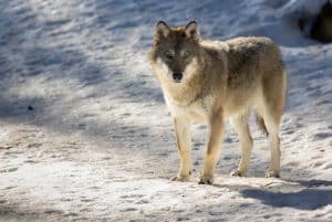 Jägareförbundet Gävleborg och länsstyrelsen uppmanar jägare och allmänhet att rapportera rovdjursobservationer.