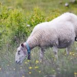 Länsstyrelsen i Värmland betalar ut ersättning efter att 22 får dödats vid en vargattack.