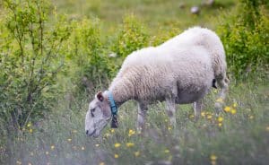 Länsstyrelsen i Värmland betalar ut ersättning efter att 22 får dödats vid en vargattack.