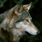 Foto: Kenneth Johansson