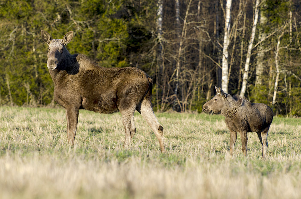 Det tycks inte finnas något enskilt enkelt svar på vad som orsakar älgdöden, enligt forskningsrapporten från SVA. Foto: Martin Källberg