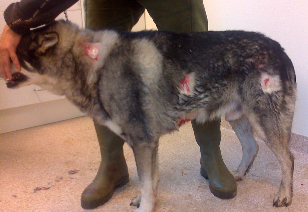 Jämthundshanen med de skador ha ådrog sig när två vargar attackerade på torsdagsmorgonen. Foto: Länsstyrelsen Värmland