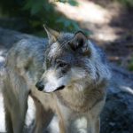 Foto (i hägn): Olle Olsson