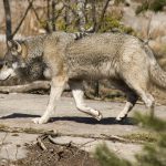 Fotot (i hägn): Olle Olsson