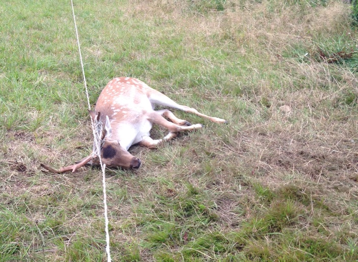 Jägarna Philip och Micke Åberg från Timrilt i Halland räddade livet på en dovhjort som satt ohjälpligt fast i ett elstängsel.