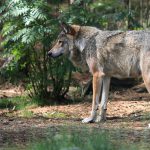 Foto (i hägn): Olle Olsson