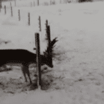 Linus Brunxell kunde från köksfönstret se hur en dovhjort trasslat in sig i ett elstängsel. Linus tog då med sig sin pappa Dan ut och sågade loss hjorten.