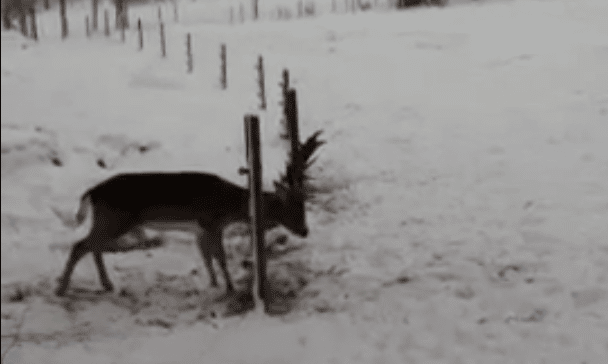 Linus Brunxell kunde från köksfönstret se hur en dovhjort trasslat in sig i ett elstängsel. Linus tog då med sig sin pappa Dan ut och sågade loss hjorten.