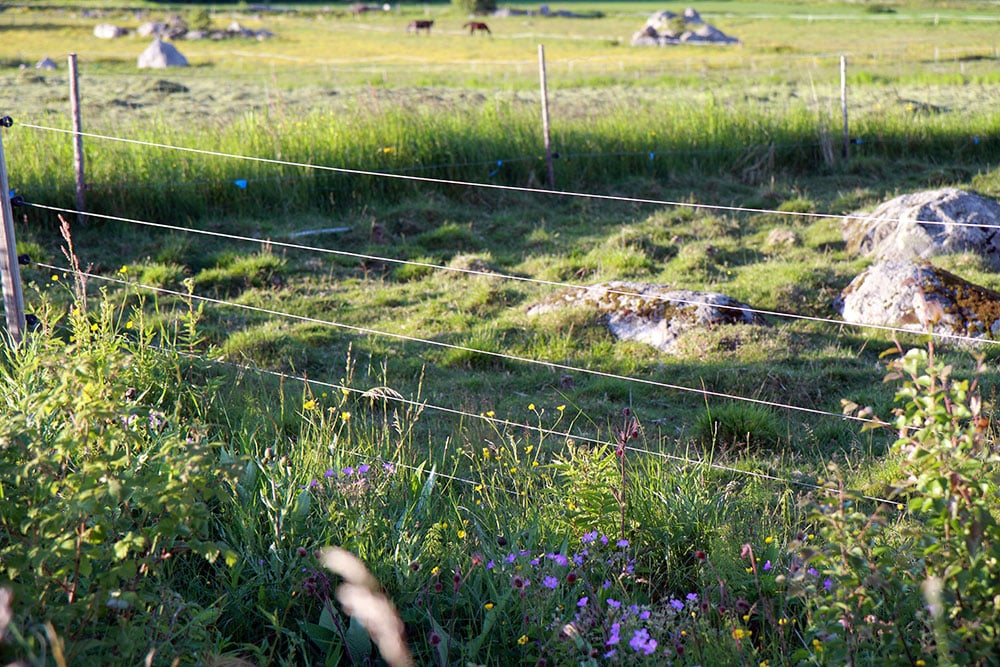 Det stöd som länsstyrelserna tidigare delat ut för uppsättning av rovdjursstängsel skrotas nu. Foto: Olle Olsson