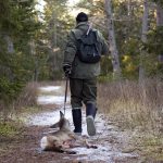 1 oktober inleds rådjursjakten med hund. Foto: Olle Olsson