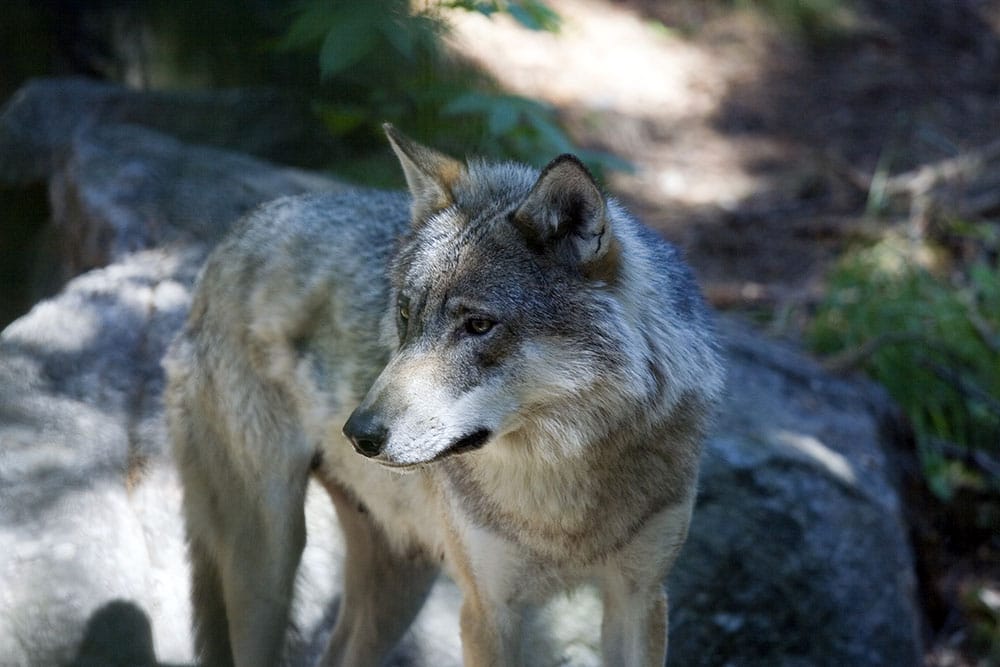 Skånska fårägare som vill skydda sina djur med stöd av paragraf 28 kan enligt Naturvårdsverket hindras av skrivningar i Förvaltningsrättens senaste beslut. Foto: Olle Olsson