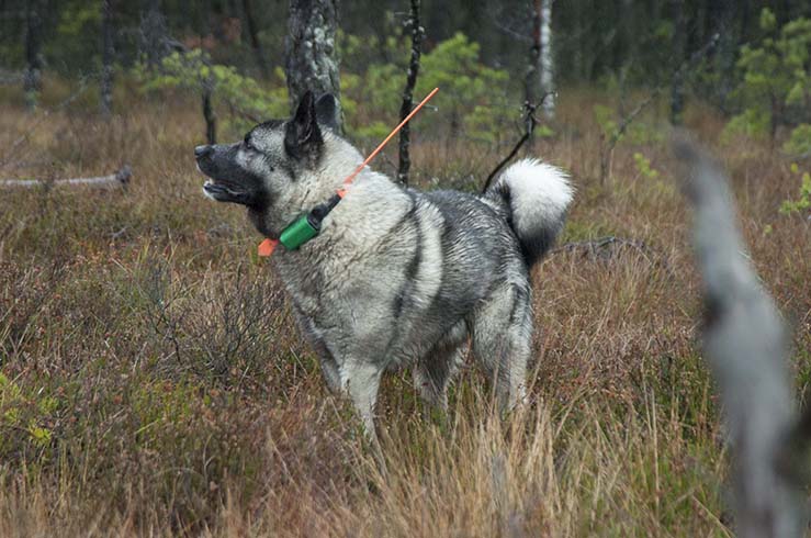 Den här gråhunden får vänta till 2017 innan den bedöms enligt de nordiska jaktprovsreglerna. Foto: Jan Henricson