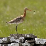 Öland är kärnområde för Sveriges rödspovar. Att arten nu ökar i antal innebär att läget för en av landets mest hotade arter ljusnat något. Foto: Magnus Johansson