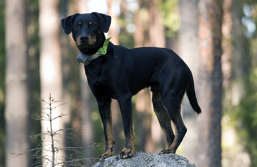 Smålandsstövare. Foto: Olle Olsson