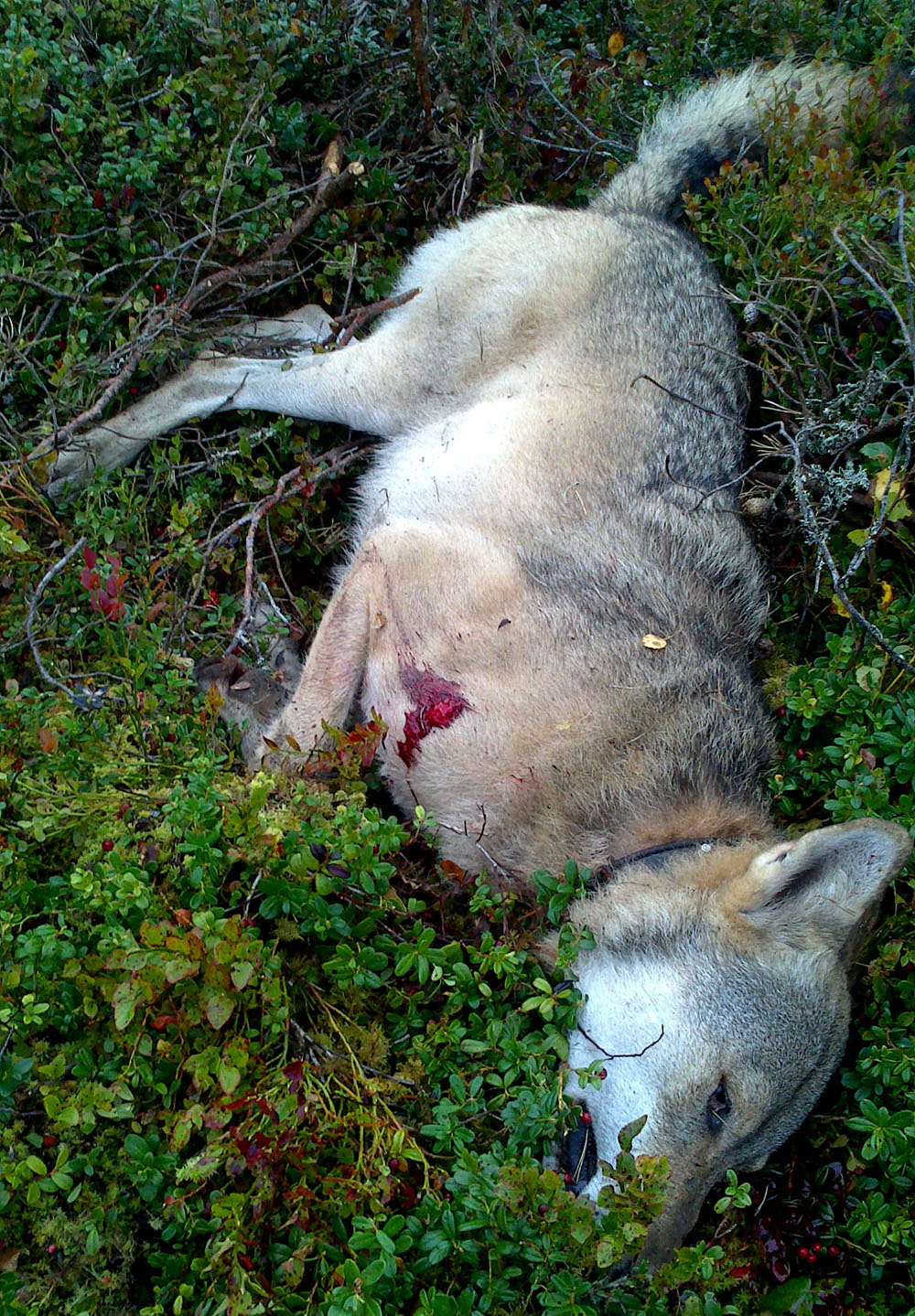 Vargen som sköts när den attackerade en jämthund under jaktträning visade sig vara den så kallade Rialahannen. Foto: Privat