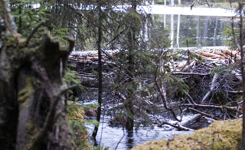 Bävrar bygger rejäla dammar. Den här någonstans i Medelpad. Foto: Jan Henricson