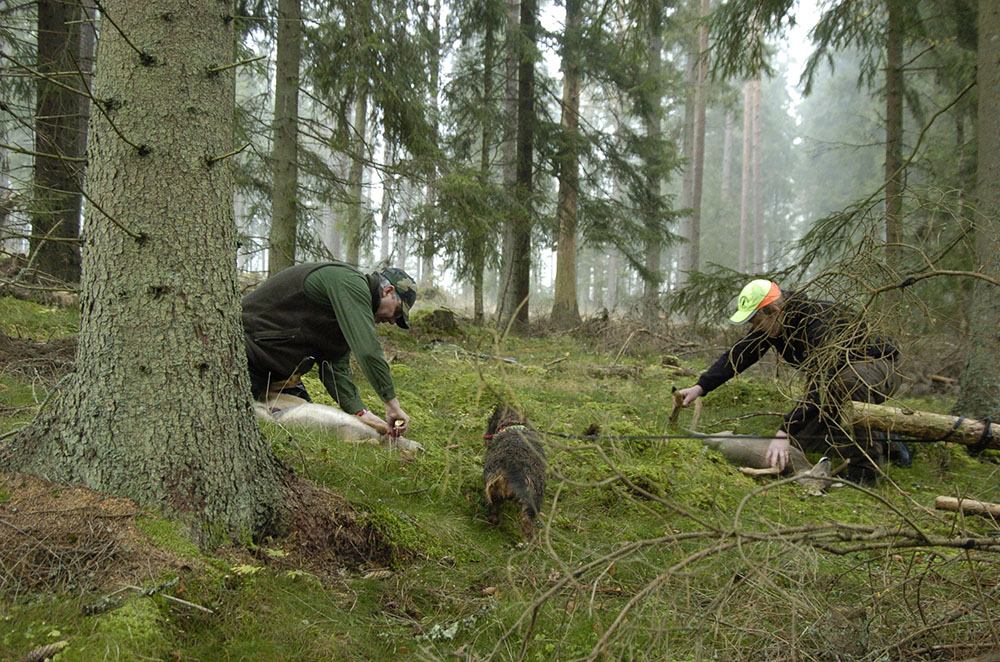 Värdet av jakten är högt, men det är fortfarande skogens träd som har störst betydelse för priserna på skogsfastigheter. Foto: Jan Henricson