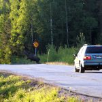 1,8 procent av alla bilresor i Kalmar län slutar med en viltolycka. Foto: Olle Olsson