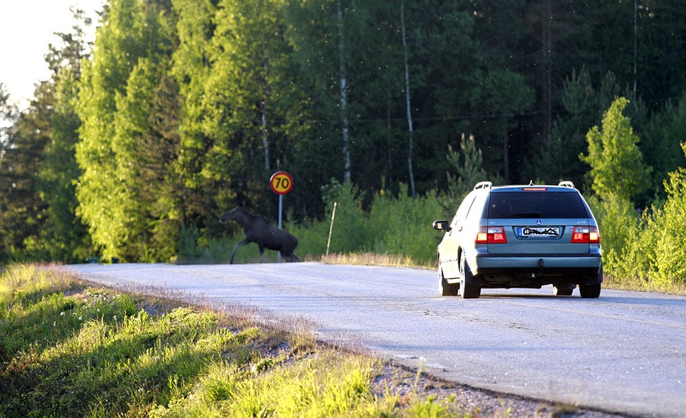 1,8 procent av alla bilresor i Kalmar län slutar med en viltolycka. Foto: Olle Olsson