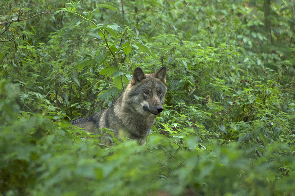 Foto (i hägn): Marie Gadolin
