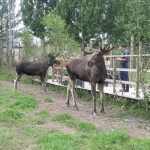 Ett 14 hektar stort hägn med 16 älgar kan nu bli ditt. Foto: Skånegårdar