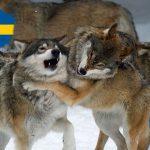 Foto: Olle Olsson