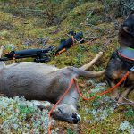 Är en viltspårmeriterad hund bättre än en omeriterad hund när det gäller att klara ut skarpa eftersök? Det anser (M)-politikern Eva Lohman i en motion till riksdagen. Foto: Torbjörn Lektell