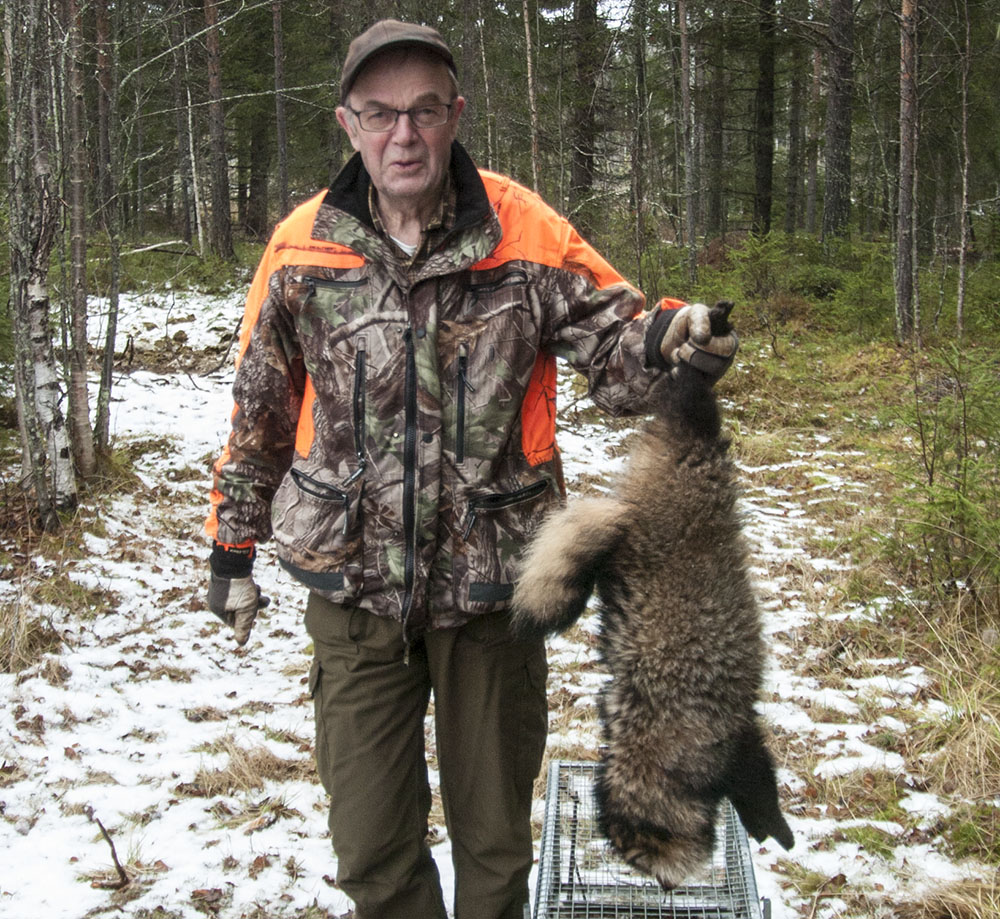 Calle Bohman med sin fångst, en mårdhundshane i vacker vinterpäls. Foto: Bernt Karlsson