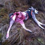 Ännu en duktig jakthund har fått sätta livet till. På fredagen dödades jämthundstiken Älgskallets Aritza av varg norr om Gräsmark i Värmland. Foto: Boo Westlund