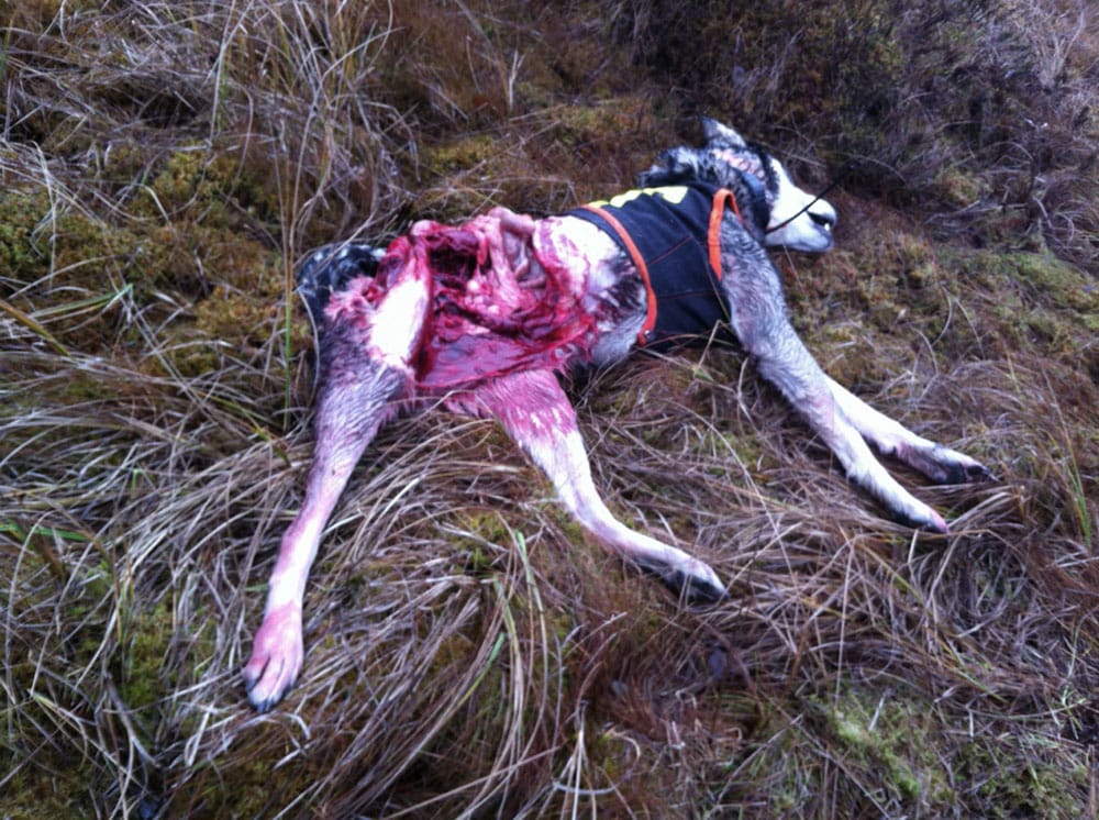 Ännu en duktig jakthund har fått sätta livet till. På fredagen dödades jämthundstiken Älgskallets Aritza av varg norr om Gräsmark i Värmland. Foto: Boo Westlund