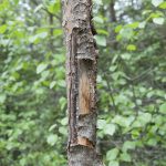 Hur mycket påverkar skadan tillväxten hos den enskilda tallindividen? Det vill Skogforsk ha svar på i en stort upplagd undersökning. Foto: Jan Henricson