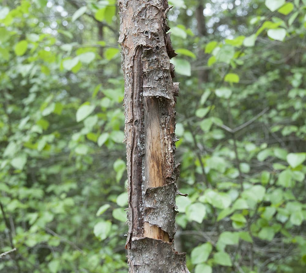 Hur mycket påverkar skadan tillväxten hos den enskilda tallindividen? Det vill Skogforsk ha svar på i en stort upplagd undersökning. Foto: Jan Henricson