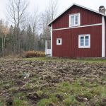 Vildsvinens födosök ställer till problem. Bland annat för husägare som får sina gräsmattor uppbökade. Foto: Jan Henricson