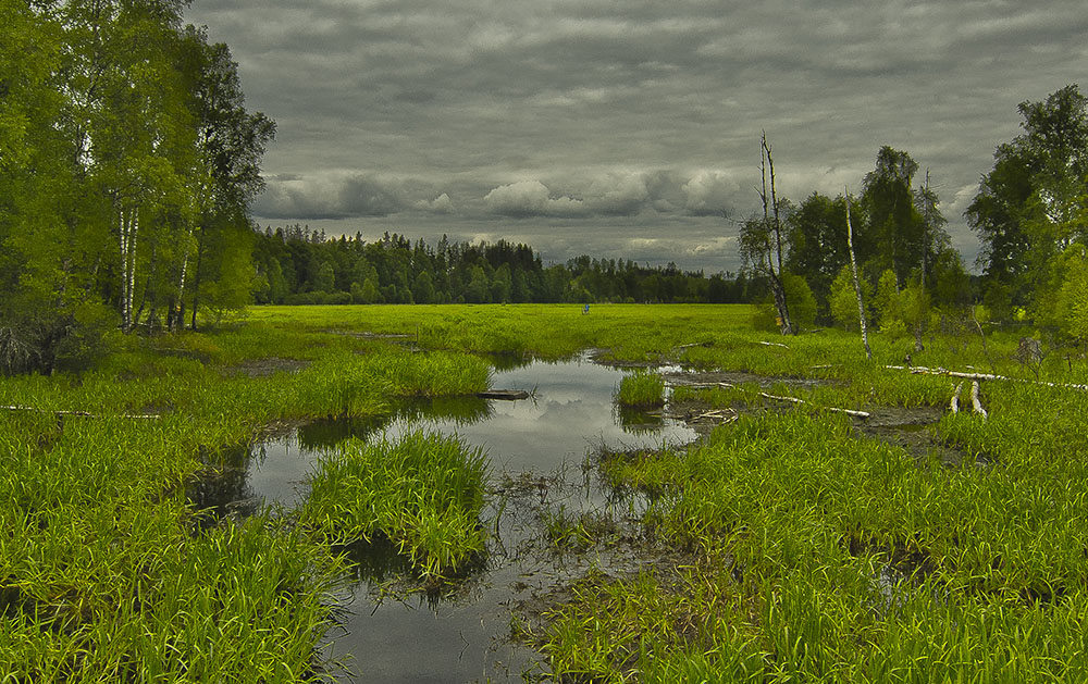 Våtmarker är naturliga reningsverk för kväve och fosfor, och skapar en bättre miljö för bland annat vattenväxter och fåglar. Foto: Daniel Sanchez