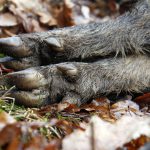 Nio vildsvin fälldes vid skyddsjakten i Söderåsens nationalpark. Foto: Olle Olsson
