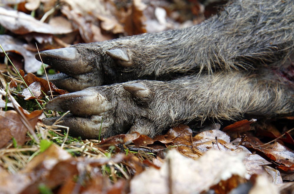 Nio vildsvin fälldes vid skyddsjakten i Söderåsens nationalpark. Foto: Olle Olsson